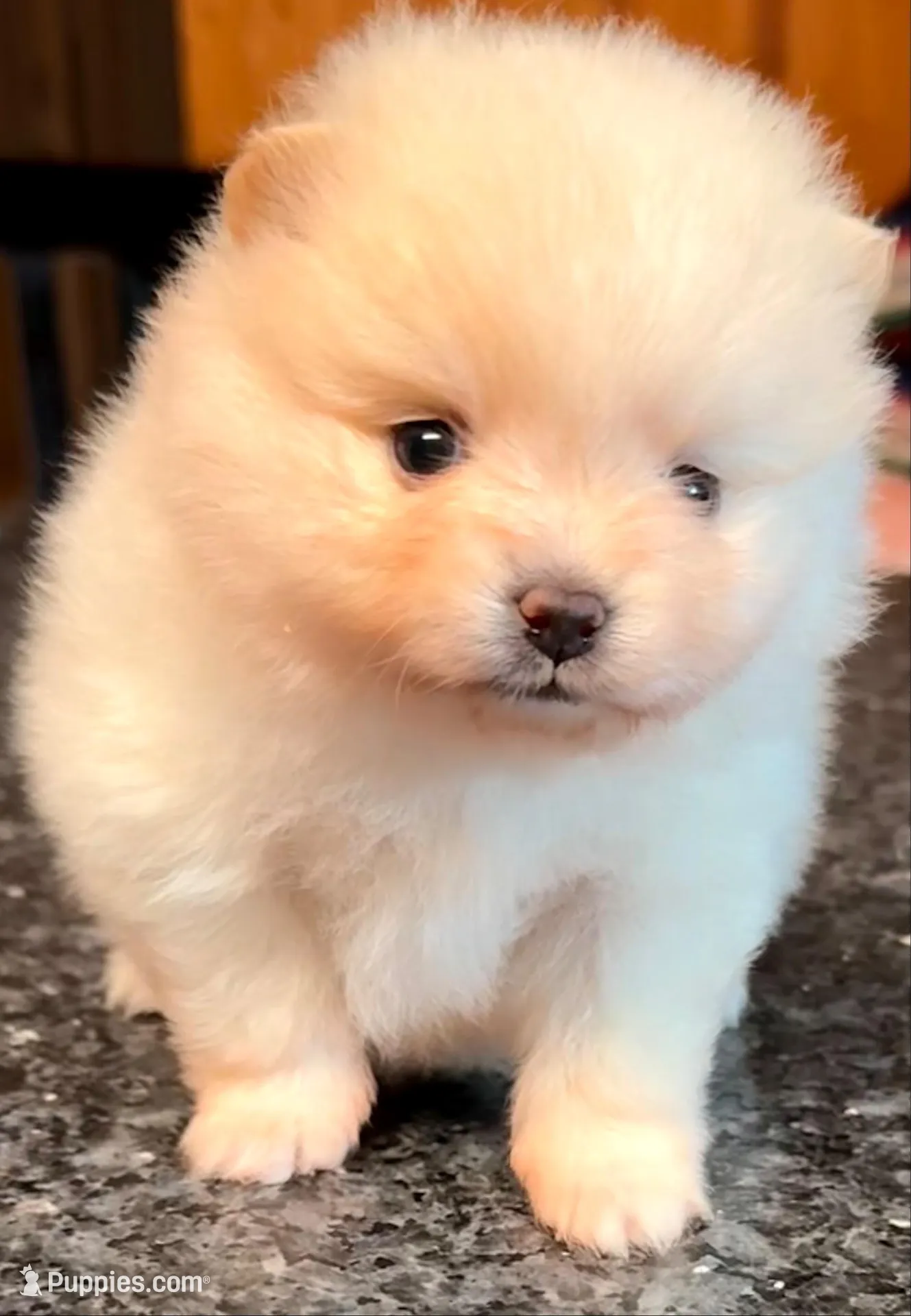 AKC 9, a female Pomeranian for sale in Pace, FL – 5 of 10