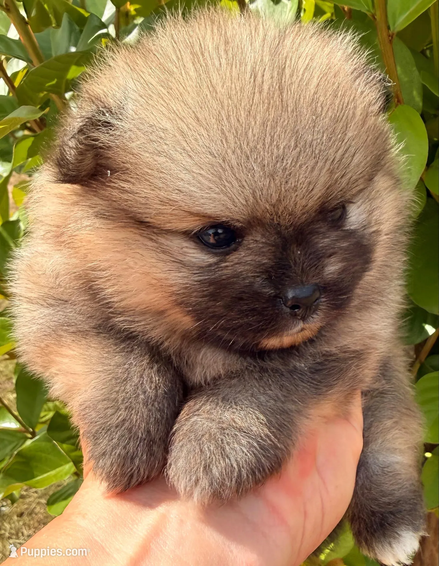 AKC 8, a female Pomeranian for sale in Pace, FL – 7 of 10