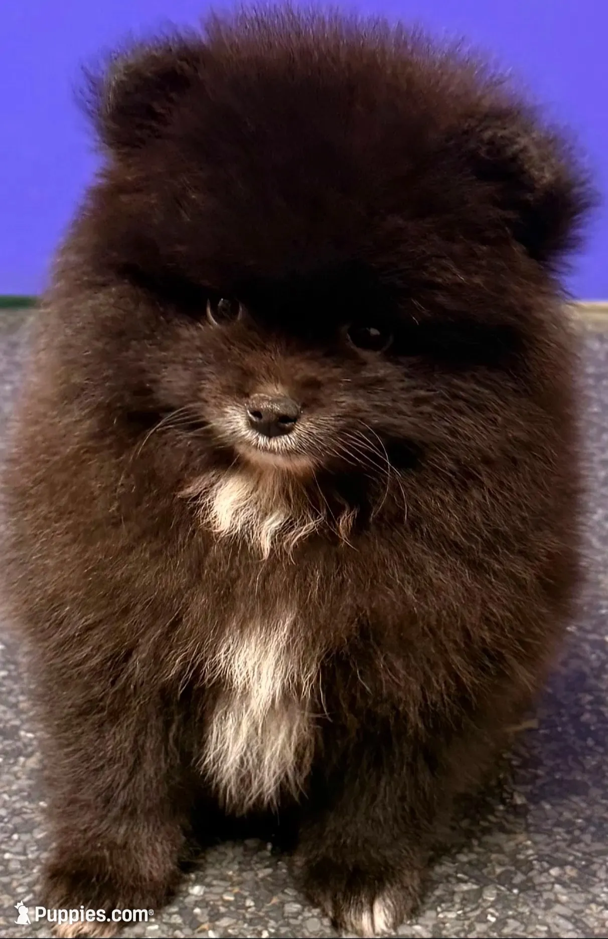 AKC Shadow 🩵, a male Pomeranian for sale in Pace, FL – 2 of 10