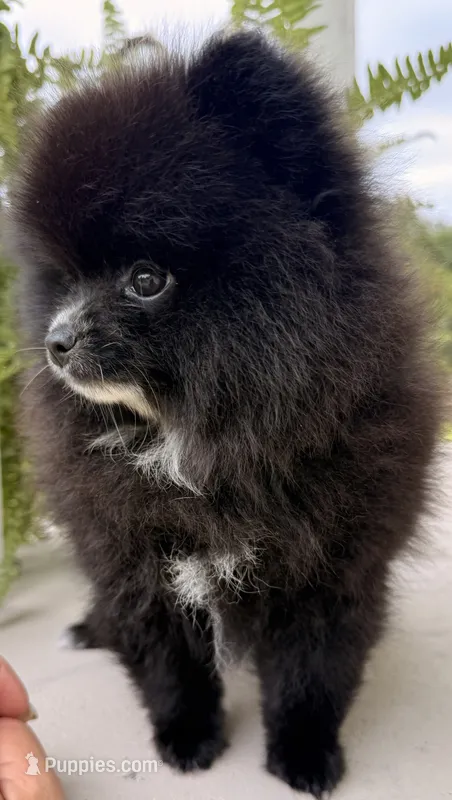 Akc Onyx 🩷 – Pomeranian puppy for sale in Pace, FL