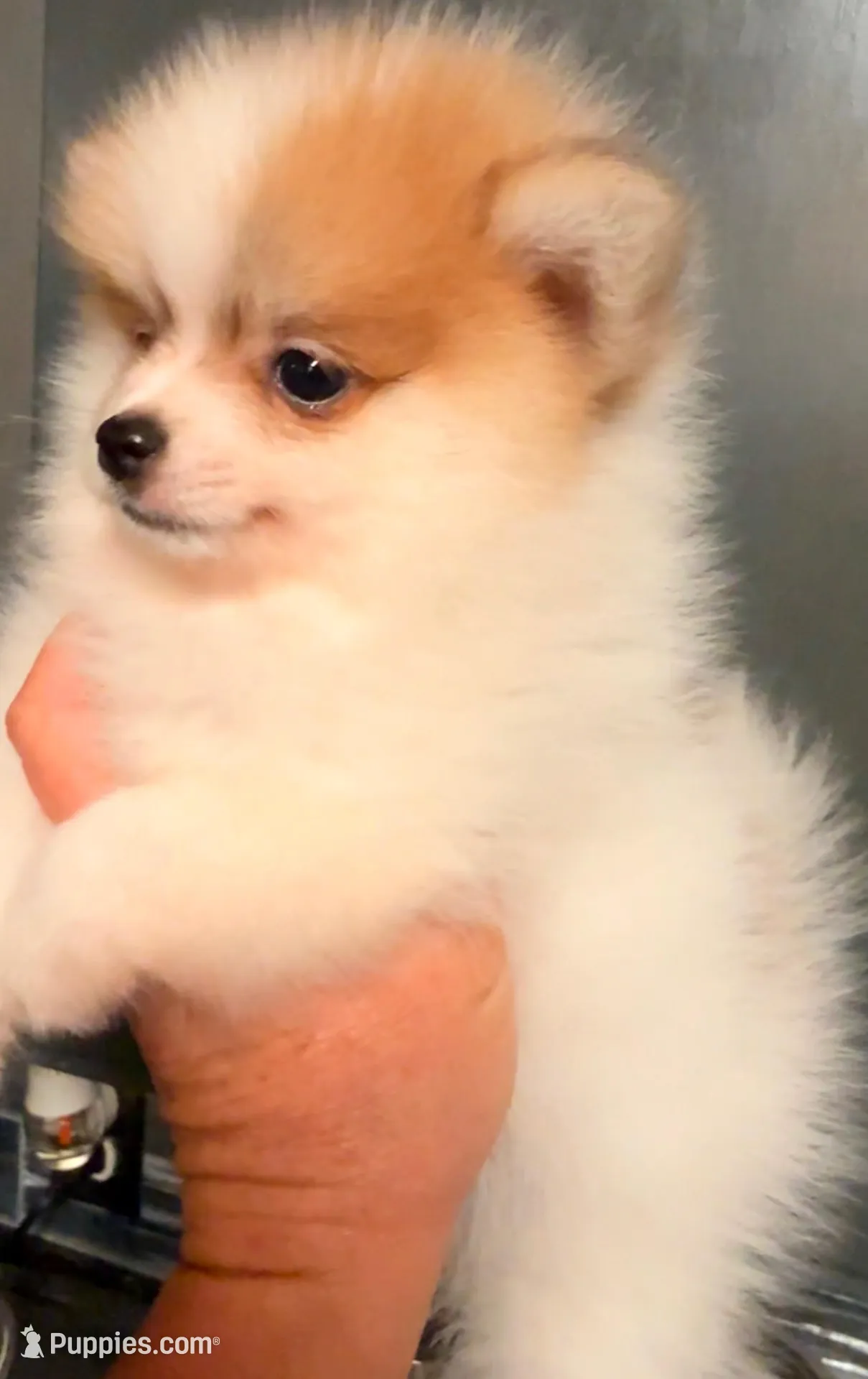 Congrats Scott and Melissa🥰, a male Pomeranian for sale in Pace, FL – 8 of 10