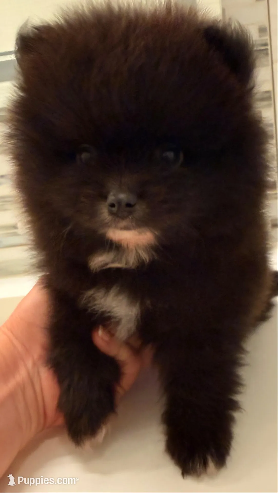 AKC 6, a male Pomeranian for sale in Pace, FL – 6 of 9