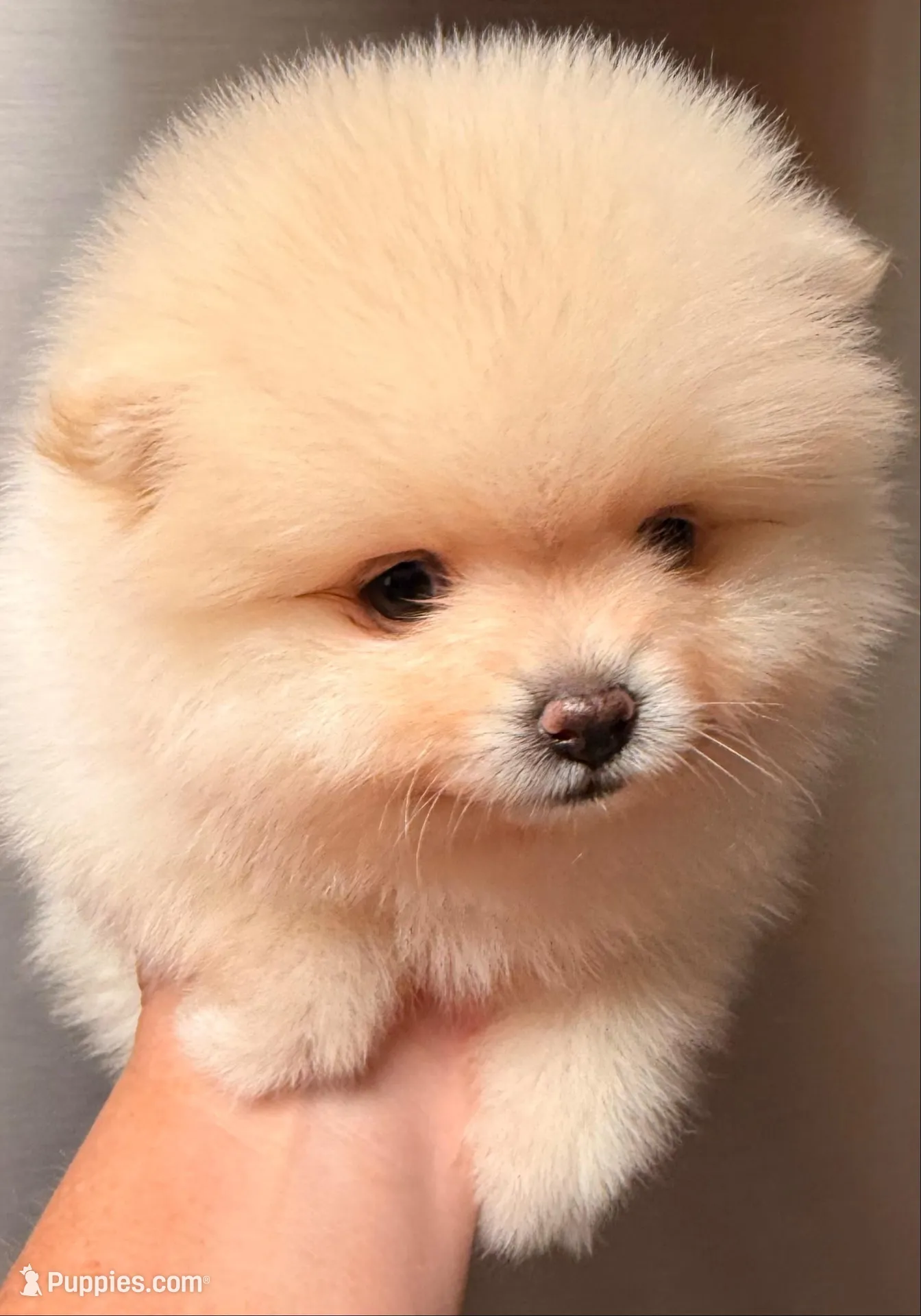 AKC 9, a female Pomeranian for sale in Pace, FL – 4 of 10