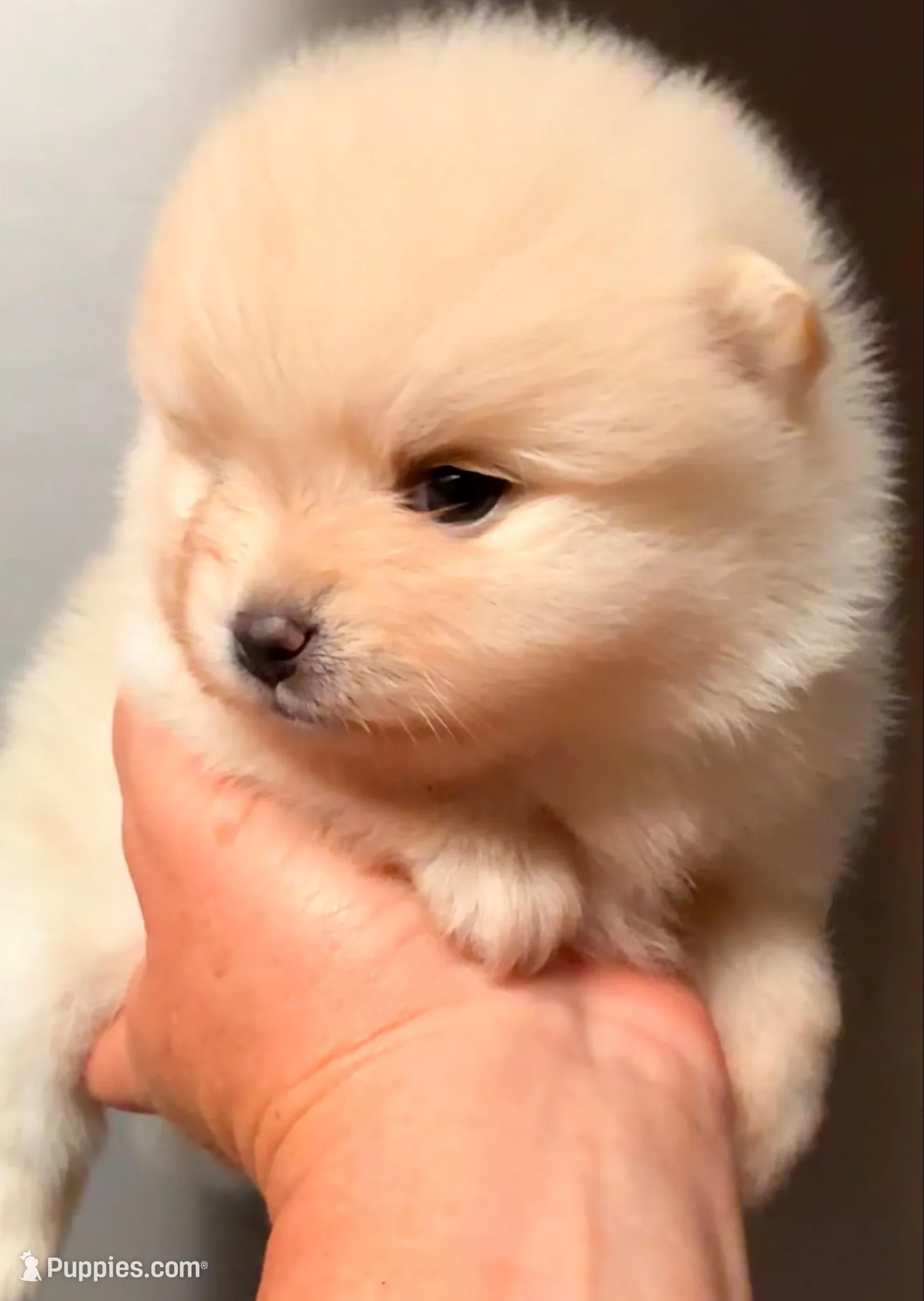 AKC 9, a female Pomeranian for sale in Pace, FL – 7 of 10