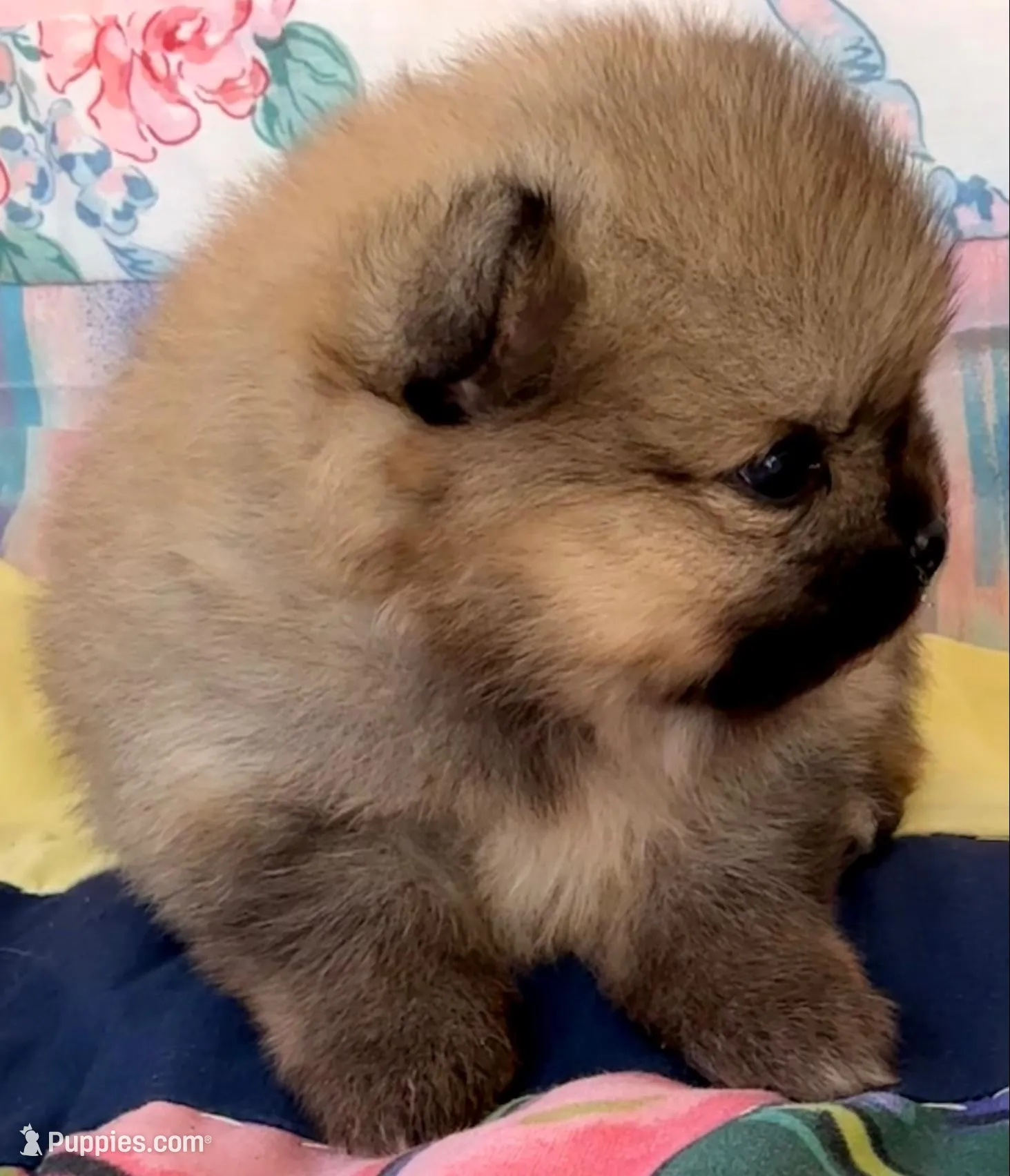 AKC 8, a female Pomeranian for sale in Pace, FL – 8 of 10