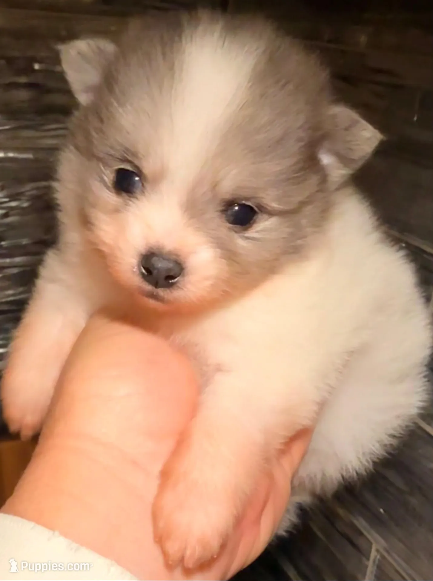 AKC 3 – Pomeranian puppy for sale in Pace, FL