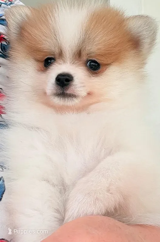 AKC 4 – Pomeranian puppy for sale in Pace, FL