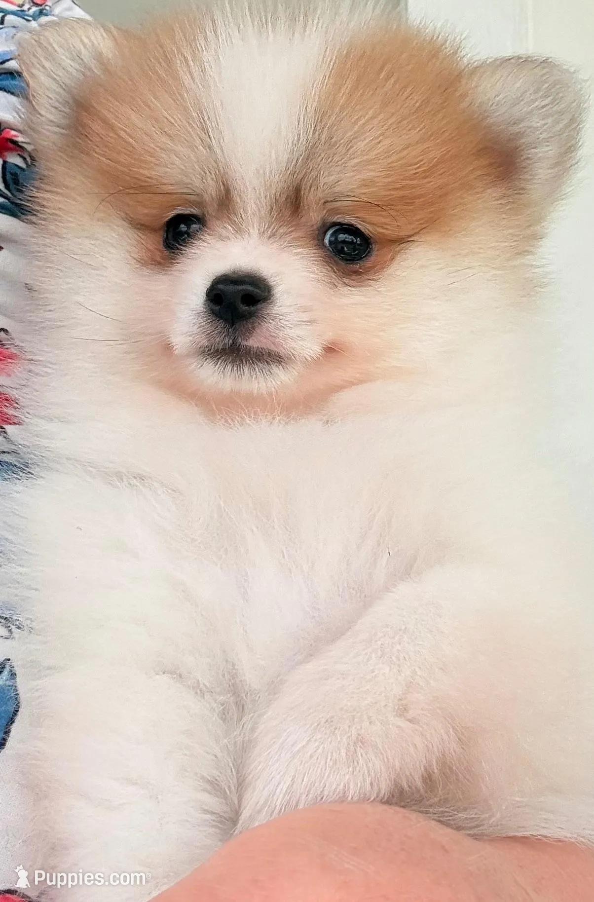 Congrats Scott and Melissa🥰, a male Pomeranian for sale in Pace, FL – 5 of 10
