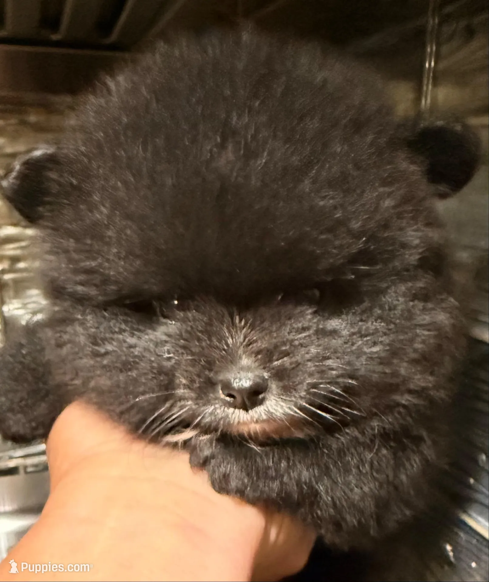 Akc 7 female, a female Pomeranian for sale in Pace, FL – 2 of 10