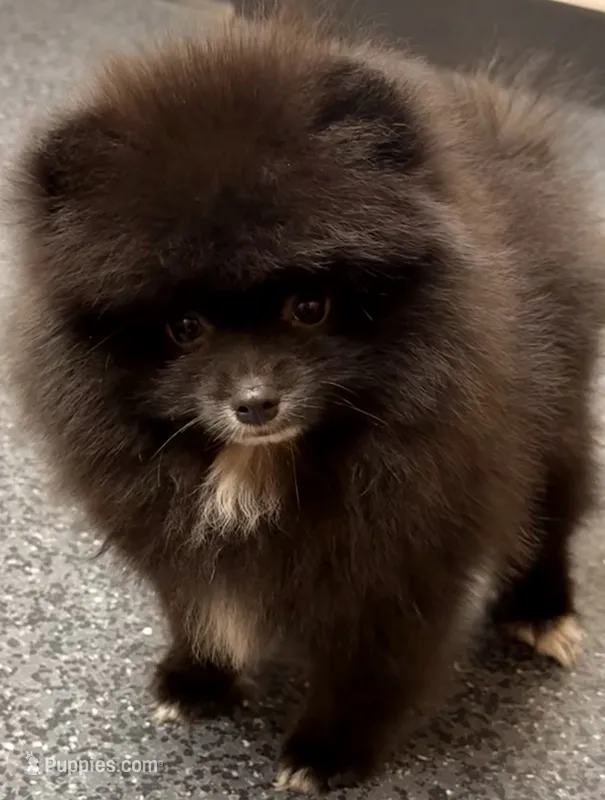 AKC Shadow 🩵 – Pomeranian puppy for sale in Pace, FL