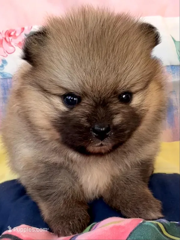 AKC 8 – Pomeranian puppy for sale in Pace, FL