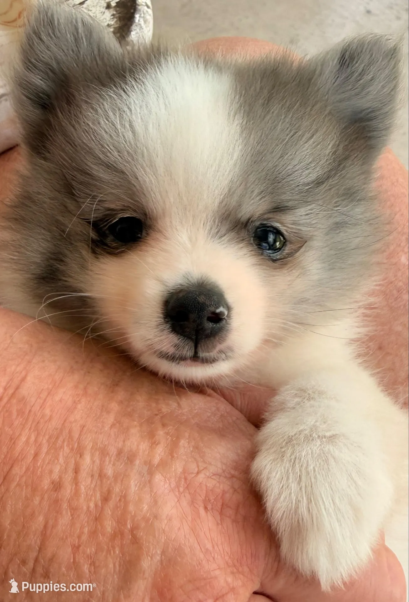 AKC 5, a male Pomeranian for sale in Pace, FL – 7 of 10