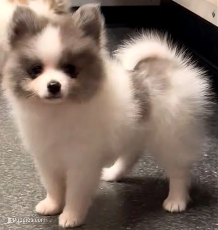 AKC Parker🩵 – Pomeranian puppy for sale in Pace, FL