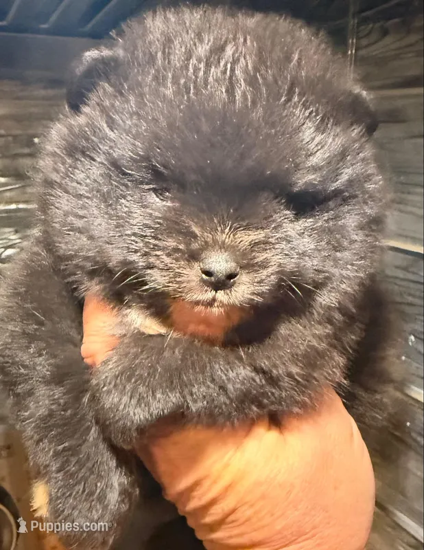 AKC 6 – Pomeranian puppy for sale in Pace, FL