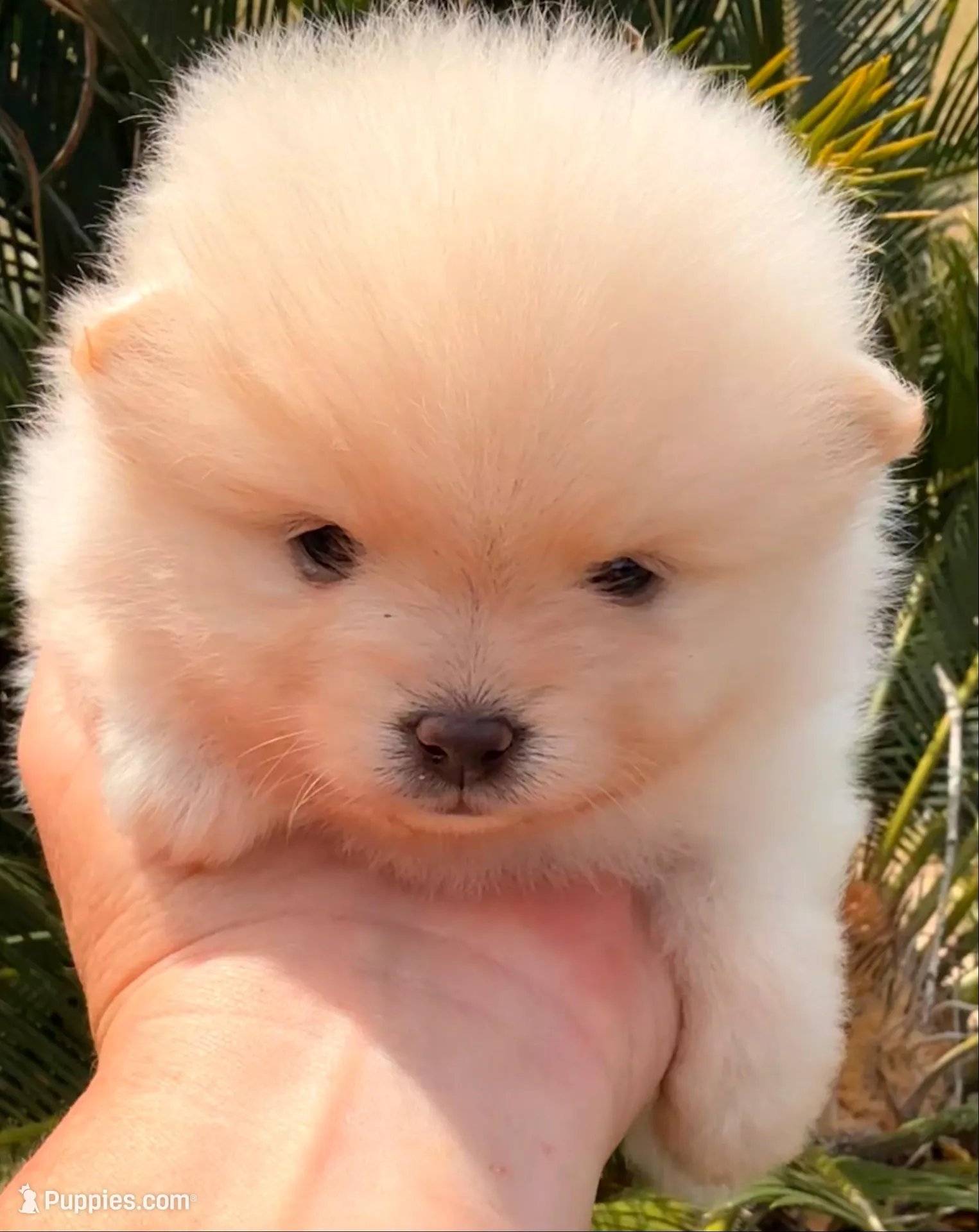 AKC 9, a female Pomeranian for sale in Pace, FL – 8 of 10