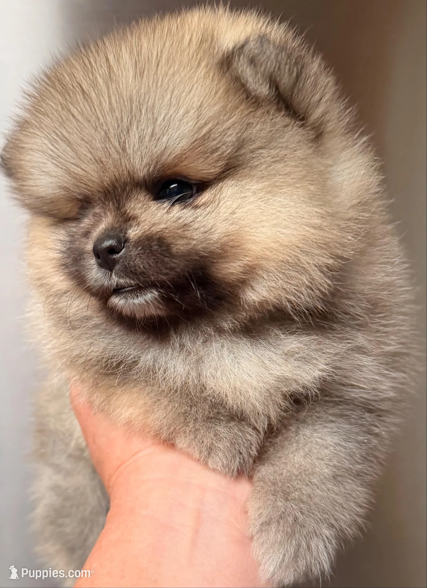 AKC 8, a female Pomeranian for sale in Pace, FL – 4 of 10