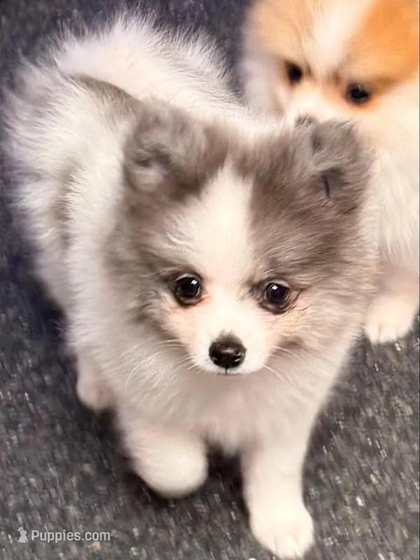 AKC 5 – Pomeranian puppy for sale in Pace, FL