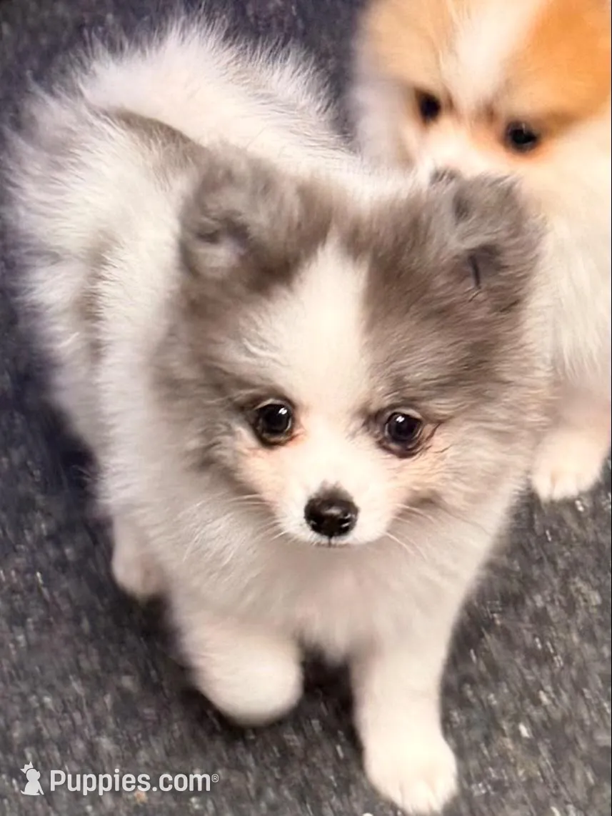 AKC 5, a male Pomeranian for sale in Pace, FL – 1 of 10