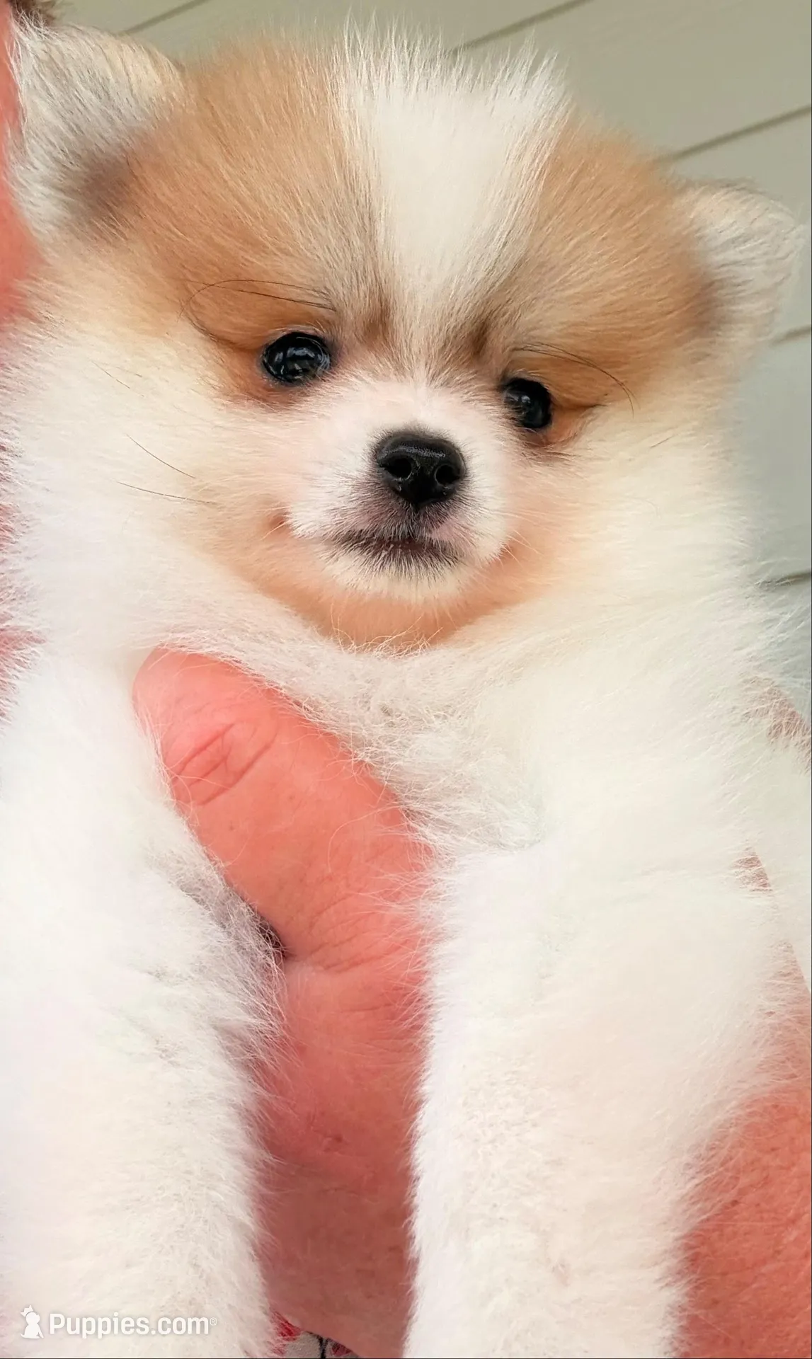 Congrats Scott and Melissa🥰, a male Pomeranian for sale in Pace, FL – 7 of 10
