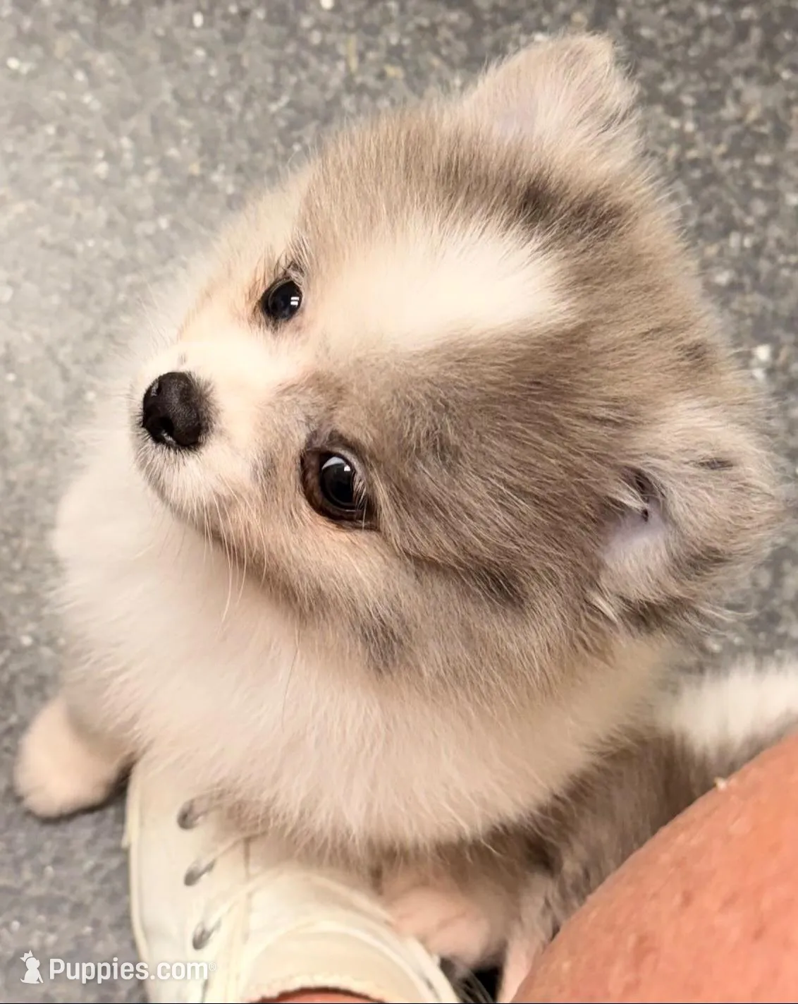 AKC 3, a male Pomeranian for sale in Pace, FL – 2 of 10