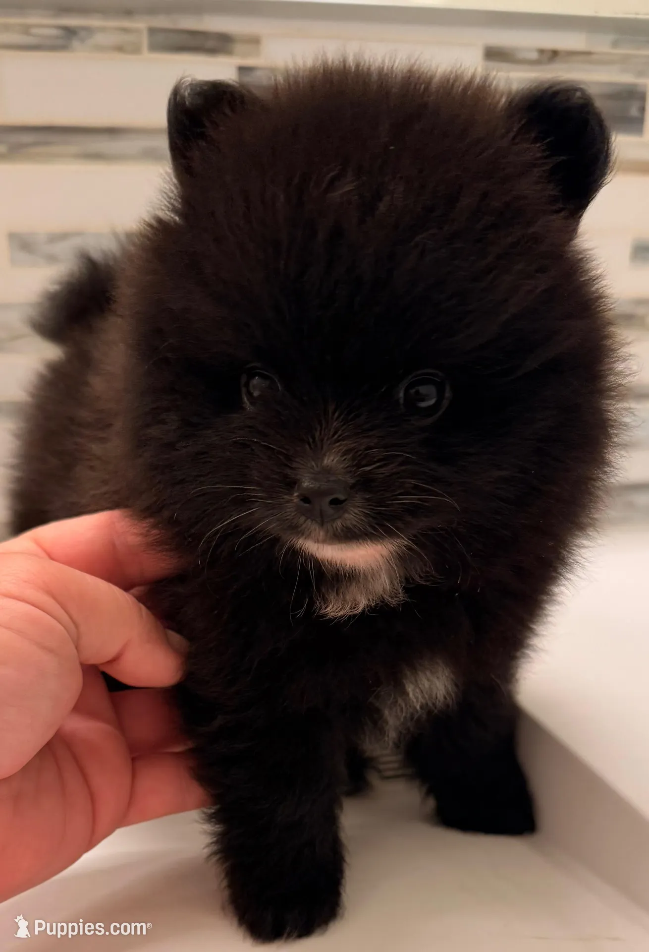 Akc 7 female, a female Pomeranian for sale in Pace, FL – 3 of 10