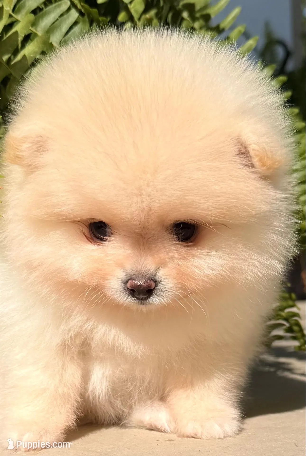 AKC 9, a female Pomeranian for sale in Pace, FL – 1 of 10