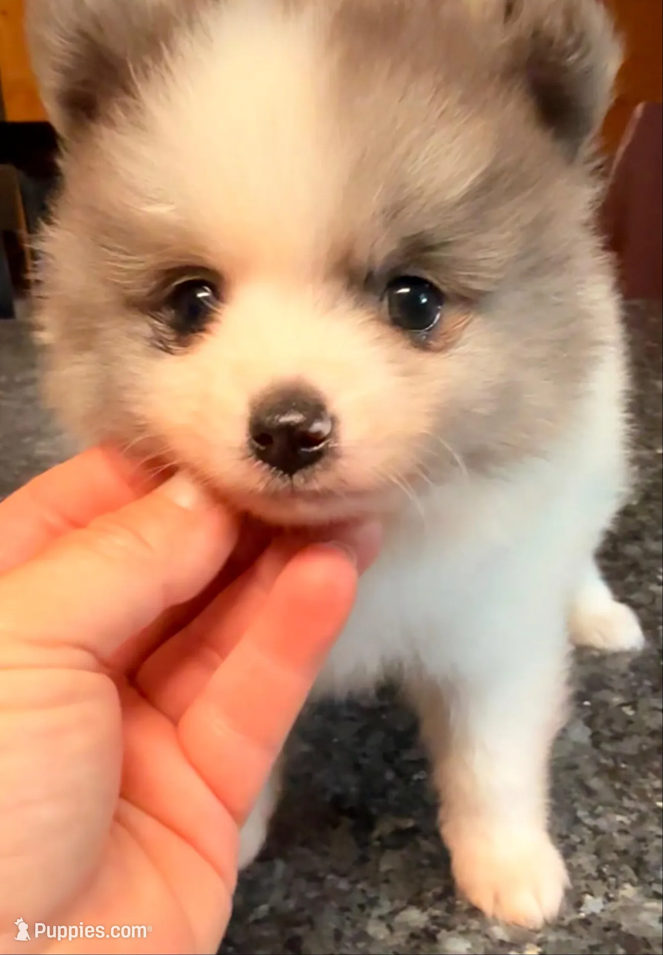 AKC 5, a male Pomeranian for sale in Pace, FL – 8 of 10