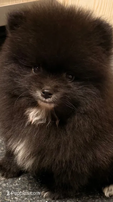 AKC Shadow 🩵 – Pomeranian puppy for sale in Pace, FL
