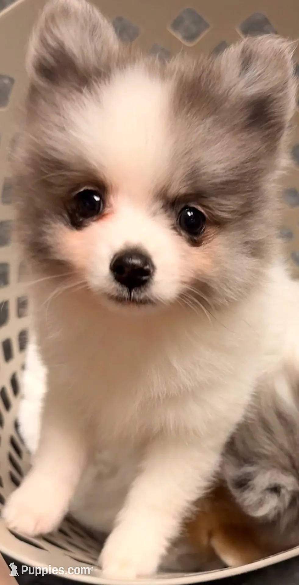 AKC 5, a male Pomeranian for sale in Pace, FL – 3 of 10