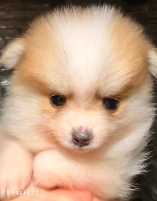 AKC 4 – Pomeranian puppy for sale in Pace, FL