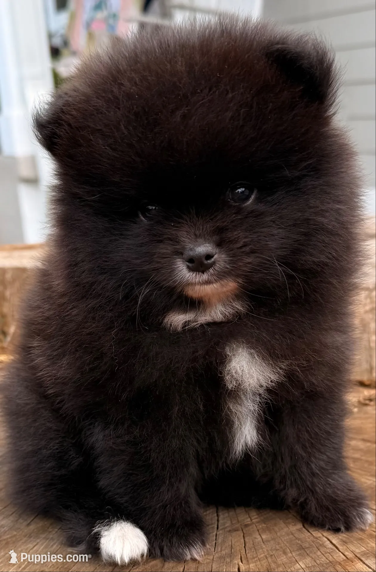 AKC 6, a male Pomeranian for sale in Pace, FL – 2 of 9