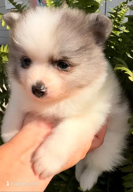 AKC 5 – Pomeranian puppy for sale in Pace, FL