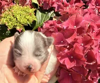 AKC 5, a male Pomeranian for sale in Pace, FL – Photo 9 of 10