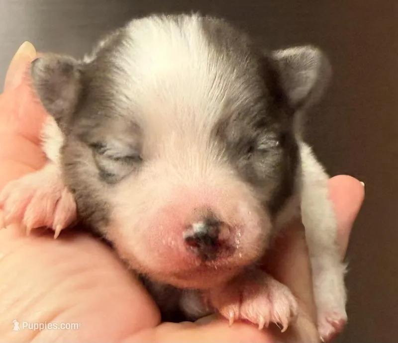 AKC 5 – Pomeranian puppy for sale in Pace, FL