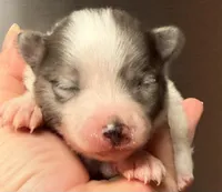 AKC 5, a male Pomeranian for sale in Pace, FL – Photo 1 of 10