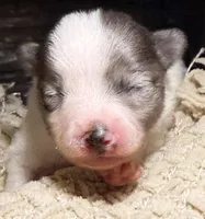 AKC 5, a male Pomeranian for sale in Pace, FL – Photo 6 of 10