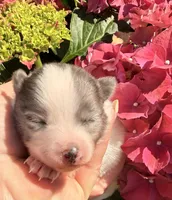 AKC 5, a male Pomeranian for sale in Pace, FL – Photo 5 of 10