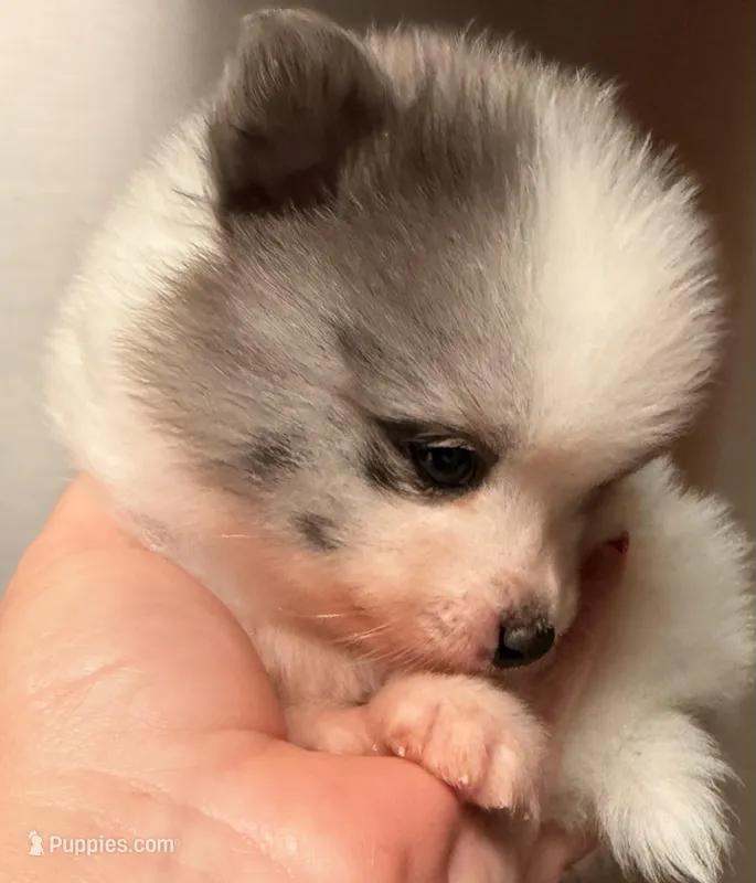 AKC 5 – Pomeranian puppy for sale in Pace, FL