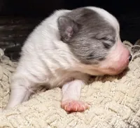 AKC 5, a male Pomeranian for sale in Pace, FL – Photo 7 of 10