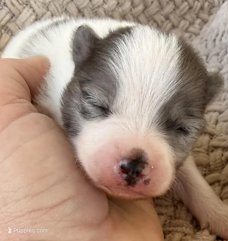 AKC 5 – Pomeranian puppy for sale in Pace, FL