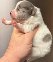 AKC 5, a male Pomeranian for sale in Pace, FL – Photo 10 of 10