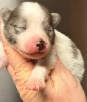 AKC 5, a male Pomeranian for sale in Pace, FL – Photo 4 of 10