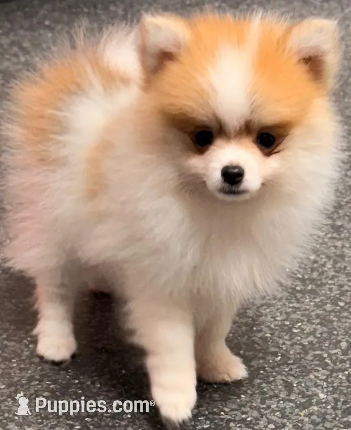 Congrats Scott and Melissa🥰, a male Pomeranian for sale in Pace, FL – 3 of 10