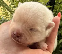 AKC 9, a female Pomeranian for sale in Pace, FL – Photo 1 of 7