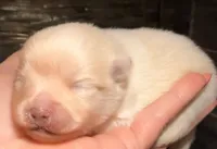 AKC 9, a female Pomeranian for sale in Pace, FL – Photo 4 of 7