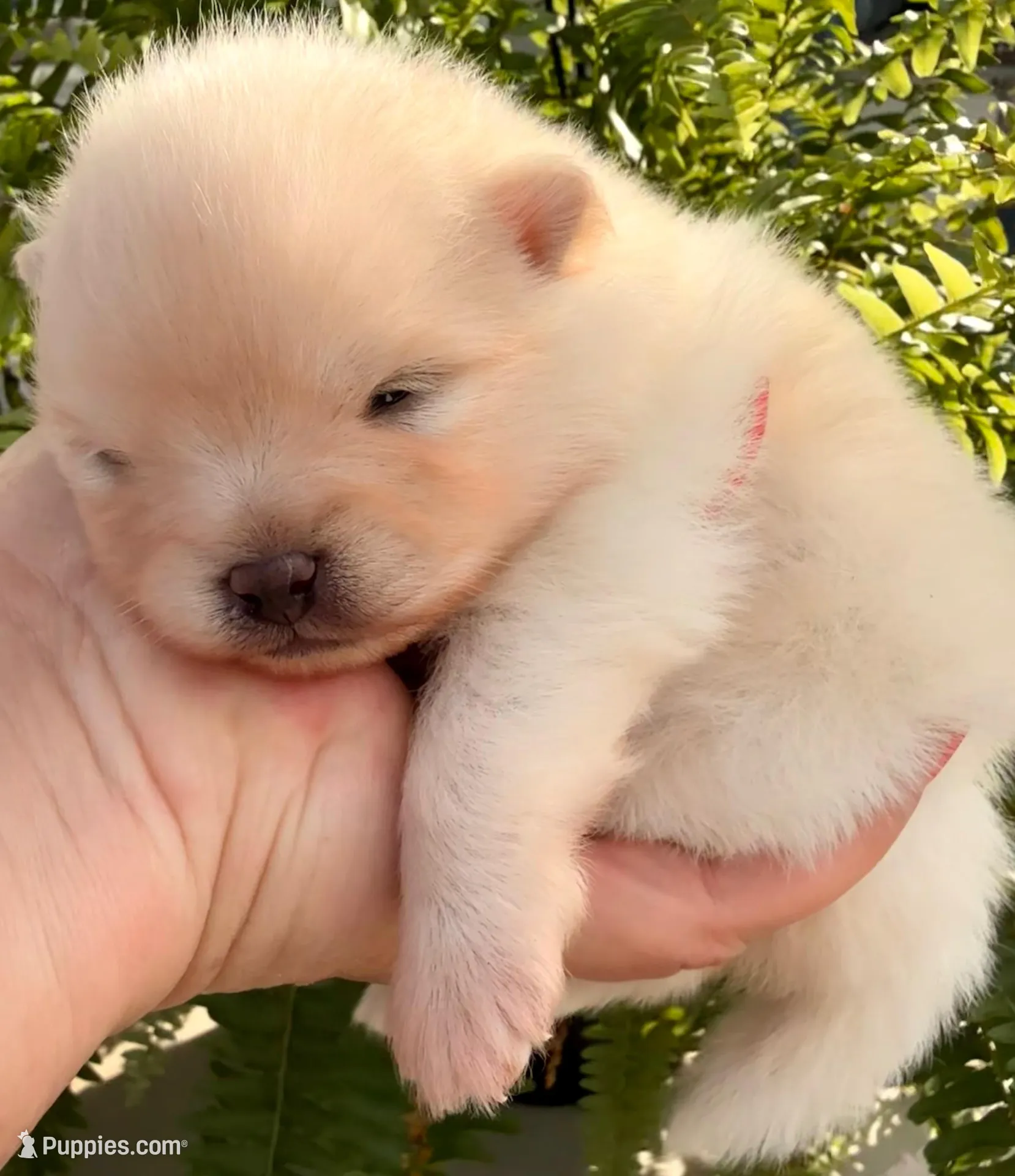 AKC 9 – Pomeranian puppy for sale in Pace, FL