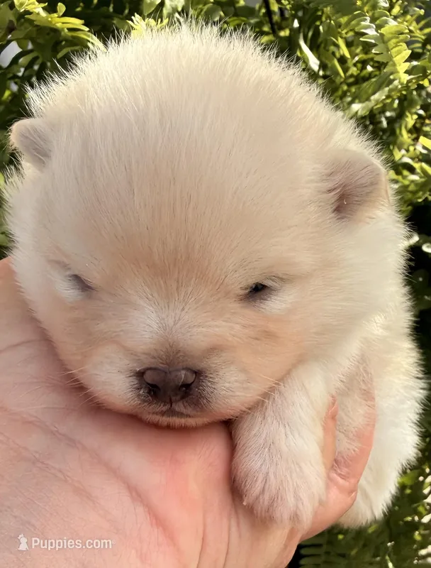 AKC 9 – Pomeranian puppy for sale in Pace, FL