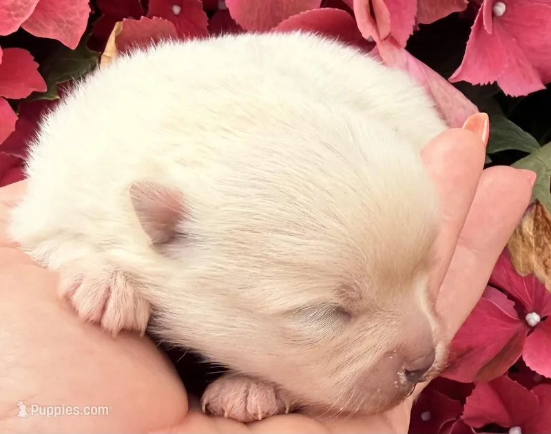 AKC 9 – Pomeranian puppy for sale in Pace, FL