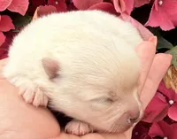 AKC 9, a female Pomeranian for sale in Pace, FL – Photo 3 of 7