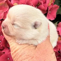 AKC 9, a female Pomeranian for sale in Pace, FL – Photo 7 of 7